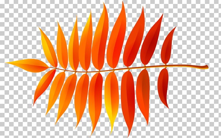 Line Orange S.A. PNG, Clipart, Flower, Leaf, Line, Orange, Orange Sa Free PNG Download