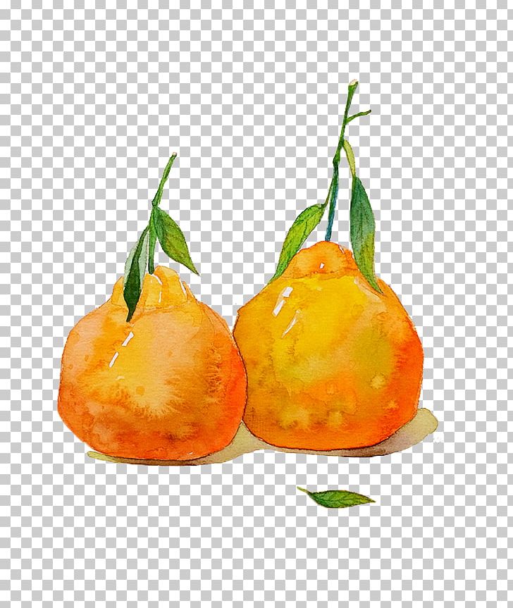 Two Hand-painted Oranges PNG, Clipart, Citrus, Citrus Fruit, Color, Food, Fruit Free PNG Download