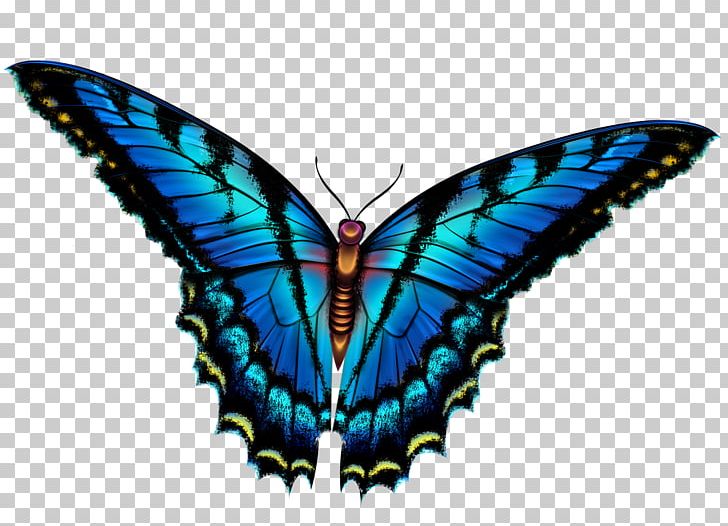 Butterfly Insect PNG, Clipart, Arthropod, Blue, Brush Footed Butterfly, Butterflies And Moths, Butterfly Free PNG Download