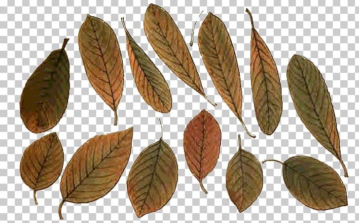 Leaf Populus Nigra Populus Sect. Aigeiros Tree Sweetgum PNG, Clipart, Autumn, Banco De Imagens, Cottonwood, Follaje, Leaf Free PNG Download
