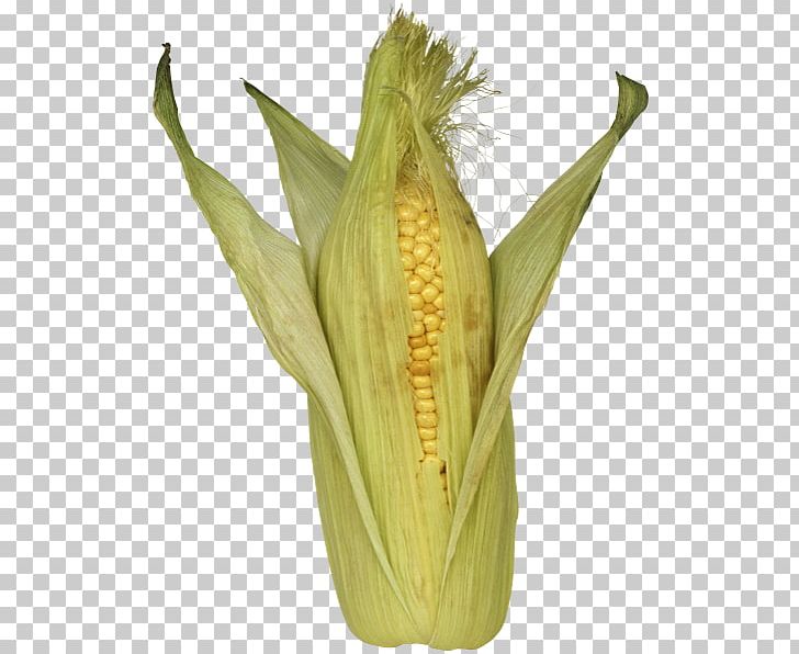 Corn On The Cob Flour Corn PNG, Clipart, Commodity, Corn, Dent Corn, Digital Image, Flint Corn Free PNG Download