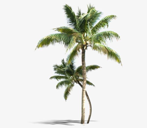 Green Coconut Trees PNG, Clipart, Coconut, Coconut Clipart, Coconut Clipart, Coconut Trees, Green Free PNG Download