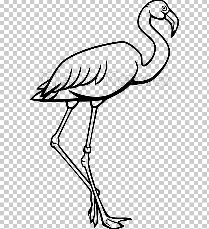 Line Art Drawing Photography PNG, Clipart, Animals, Art, Artwork, Beak, Bird Free PNG Download