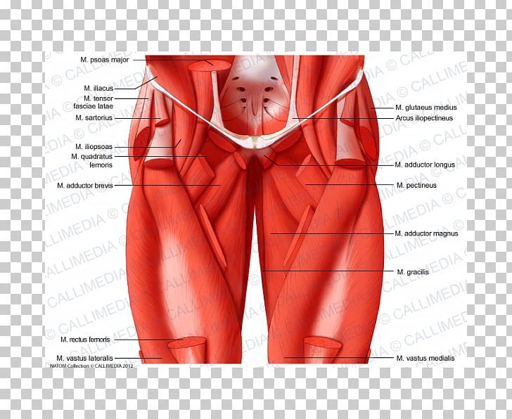 Muscles Of The Hip Iliopsoas Thigh PNG, Clipart, Abdomen, Adductor Longus Muscle, Anatomy, Gluteal Muscles, Hip Free PNG Download