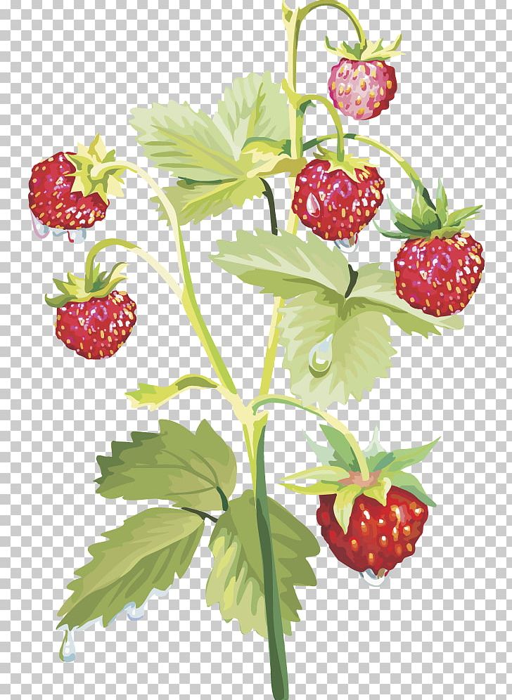 Musk Strawberry Food PNG, Clipart, Blueberry, Branch, Cherry, Flower, Food Free PNG Download