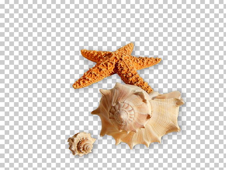 Seashell Shell Beach Shore Sea Snail PNG, Clipart, Animals, Beach, Bivalvia, Conch, Conchology Free PNG Download