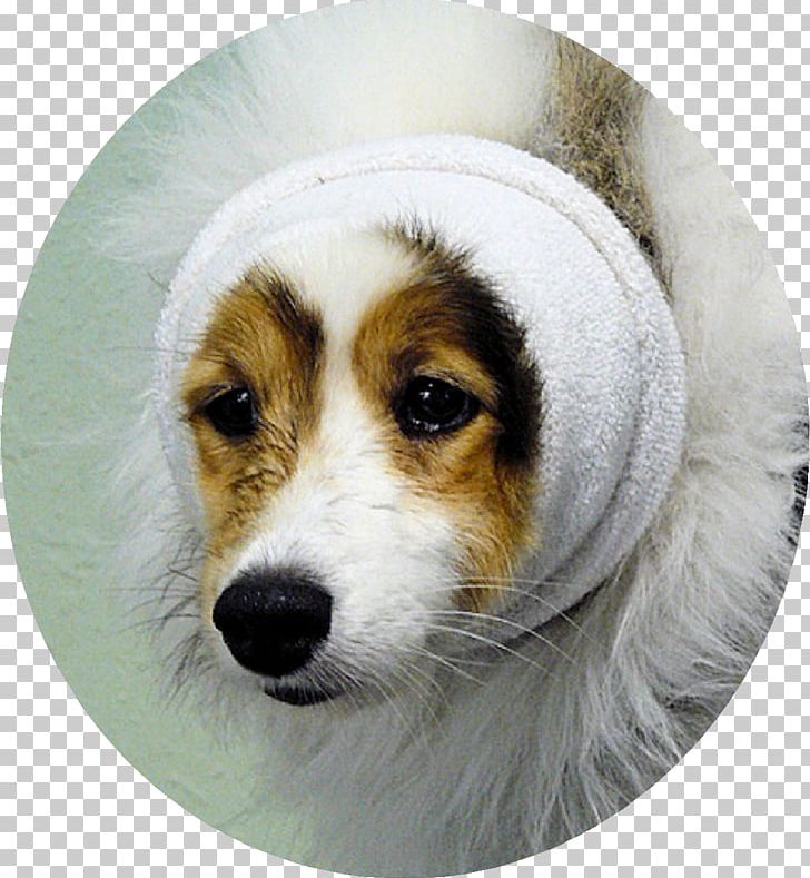 Dog Breed Shetland Sheepdog Kooikerhondje Dog Grooming Puppy PNG, Clipart, Animal, Animals, Cat, Companion Dog, Dog Free PNG Download