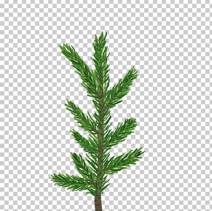 Pine Tree Fir Leaf Branch PNG, Clipart, Branch, Conifer, Conifer Cone, Conifers, Cypress Family Free PNG Download