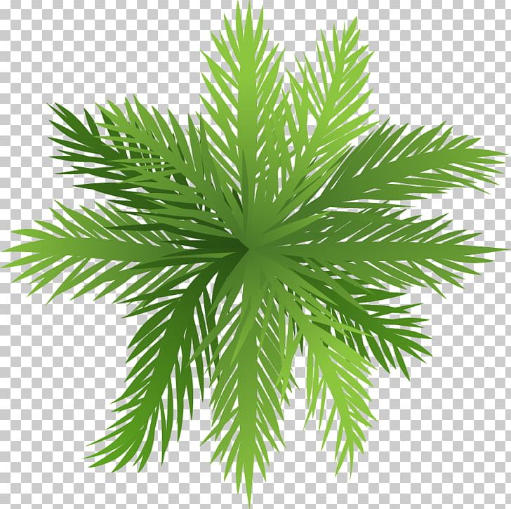 Arecaceae Tree Tropical Rainforest Plant PNG, Clipart, Arecales, Balloon Cartoon, Boy Cartoon, Branch, Cartoon Character Free PNG Download