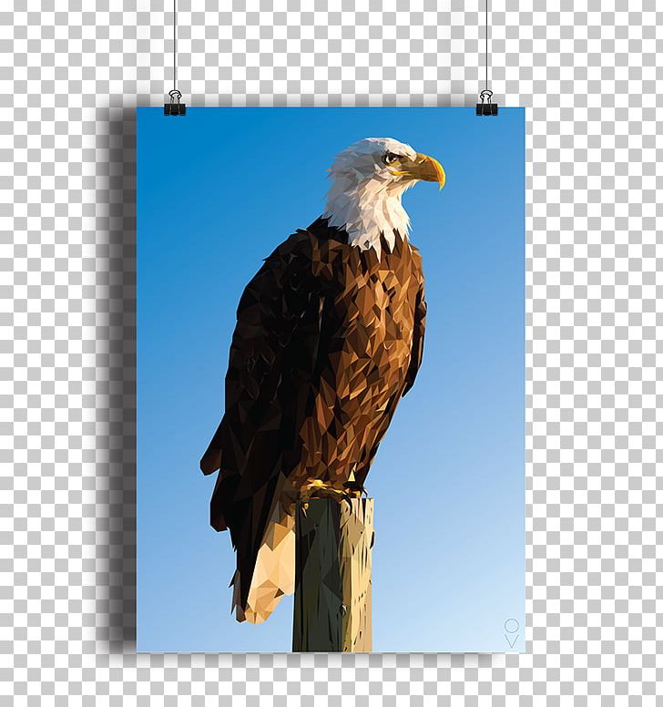 Bald Eagle Bird Hawk Low Poly PNG, Clipart, Accipitriformes, Advertising, Animal, Animals, Art Free PNG Download