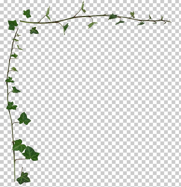 Common Ivy Vine Desktop Stock Photography PNG, Clipart, Area, Border, Branch, Clip Art, Common Ivy Free PNG Download