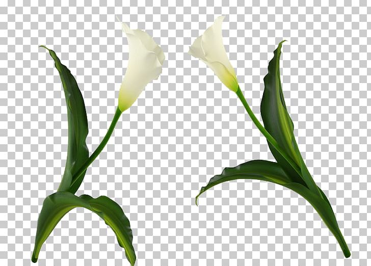 Cut Flowers Easter Lily Plant PNG, Clipart, Art, Arum, Branch, Bud, Cut Flowers Free PNG Download