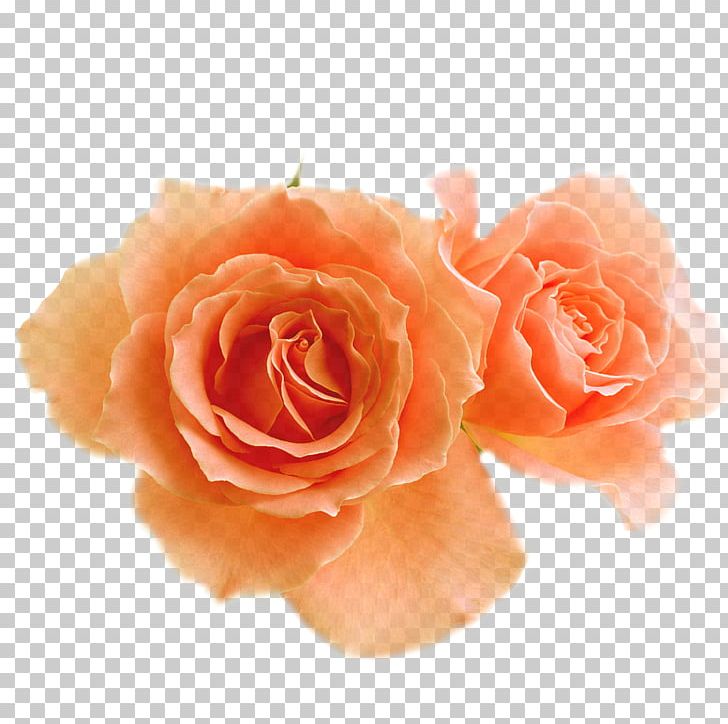 Garden Roses Flower Blossom PNG, Clipart, Art, Artificial Flower, Blossom, Clip Art, Color Free PNG Download