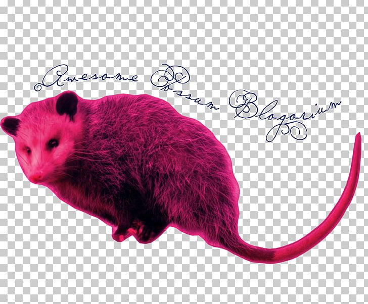Gerbil Rat Hamster Computer Mouse Snout PNG, Clipart, Animals, Computer Mouse, Gerbil, Hamster, Mammal Free PNG Download