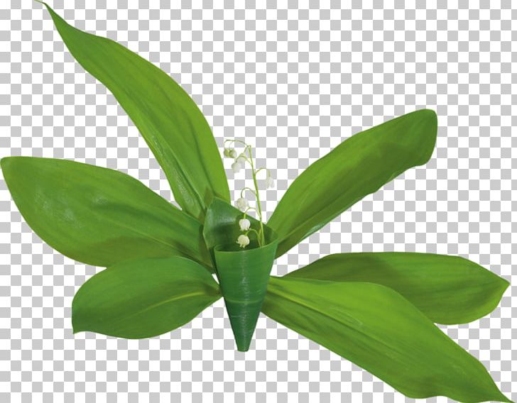 Lily Of The Valley Animaatio PNG, Clipart, Animaatio, Blog, Flower, Leaf, Lily Free PNG Download