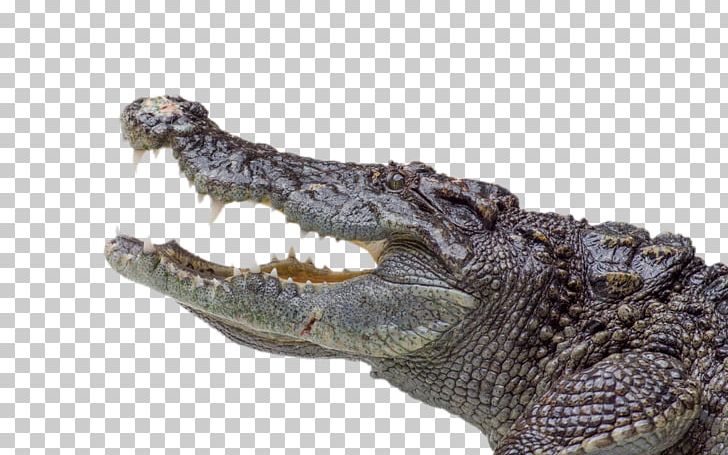 Nile Crocodile Alligator Saltwater Crocodile PNG, Clipart, American Alligator, Animals, Biting, Brutal, Crawl Free PNG Download