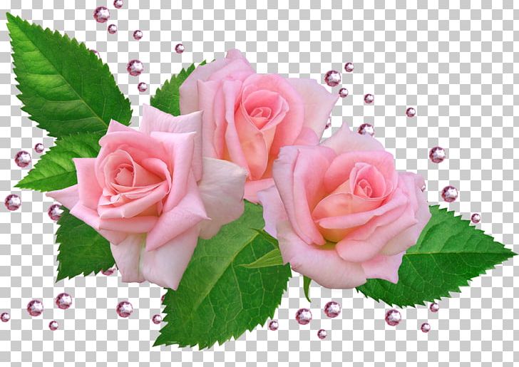 Garden Roses Cabbage Rose Cut Flowers Floral Design PNG, Clipart, Blume, Cut Flowers, Floral Design, Floristry, Flower Free PNG Download