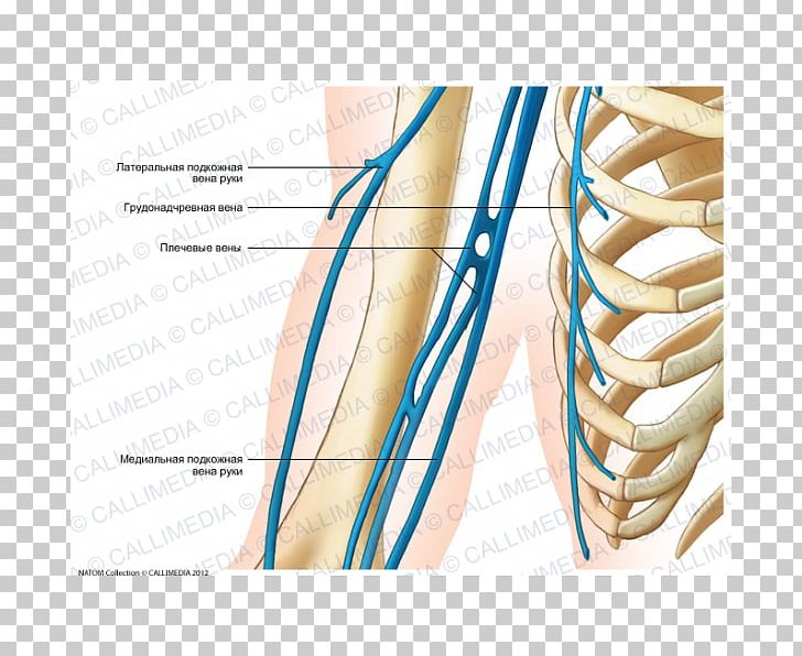 Shoulder Basilic Vein Finger Brachial Artery PNG, Clipart, Abdomen, Anatomy, Angle, Arm, Arm Muscle Free PNG Download