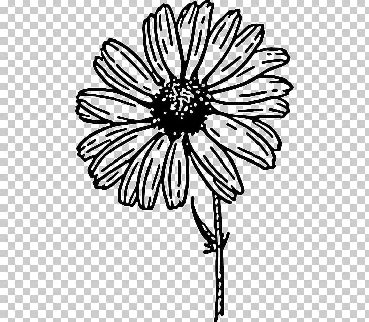 Common Daisy Drawing PNG, Clipart, Black, Black And White, Chamomile, Chrysanths, Color Free PNG Download