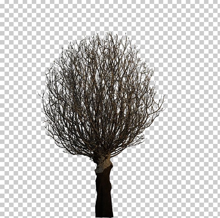 Tree Plant 3D Computer Graphics PNG, Clipart, 3d Computer Graphics, Arecaceae, Autodesk 3ds Max, Autumn Tree, Background Free PNG Download