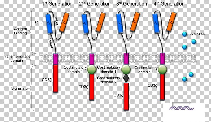 Chimeric Antigen Receptor T Cell The Universal Cure Therapy Tisagenlecleucel PNG, Clipart, Angle, Brand, Cancer, Car, Cd19 Molecule Free PNG Download