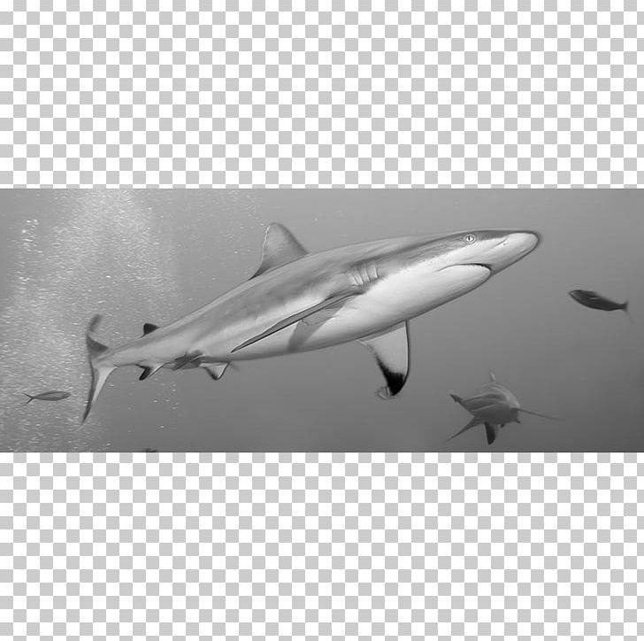 Shark Marine Mammal Chondrichthyes Animal Carcharhinus Amblyrhynchos PNG, Clipart, Aircraft, Animal, Animals, Black And White, Blacktip Reef Shark Free PNG Download
