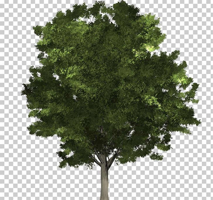 Fraxinus Pennsylvanica Tree Structure Northern Red Oak Lindens PNG, Clipart, Arborist, Ash, Branch, Evergreen, Fraxinus Pennsylvanica Free PNG Download
