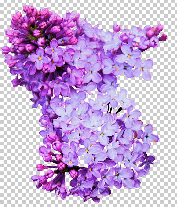 Lilac Computer Icons PNG, Clipart, Computer Icons, Computer Network, Cut Flowers, Download, Encapsulated Postscript Free PNG Download