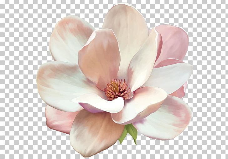 Magnolia Denudata Flower PNG, Clipart, Art, Blossom, Creative Market, Floral Design, Flower Free PNG Download