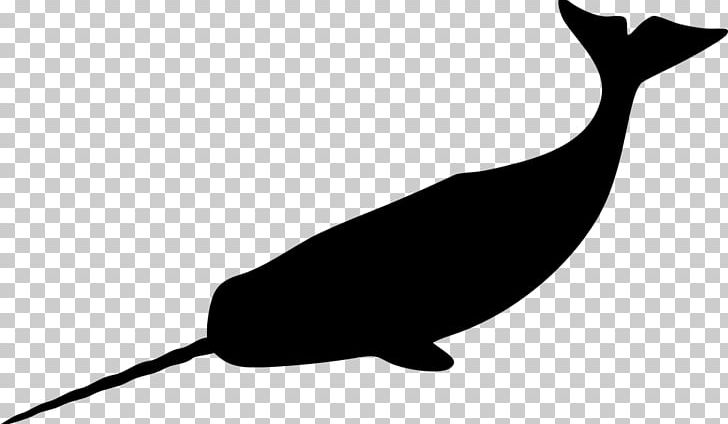 Narwhal Whale Drawing PNG, Clipart, Animals, Art, Beak, Beluga Whale, Black And White Free PNG Download