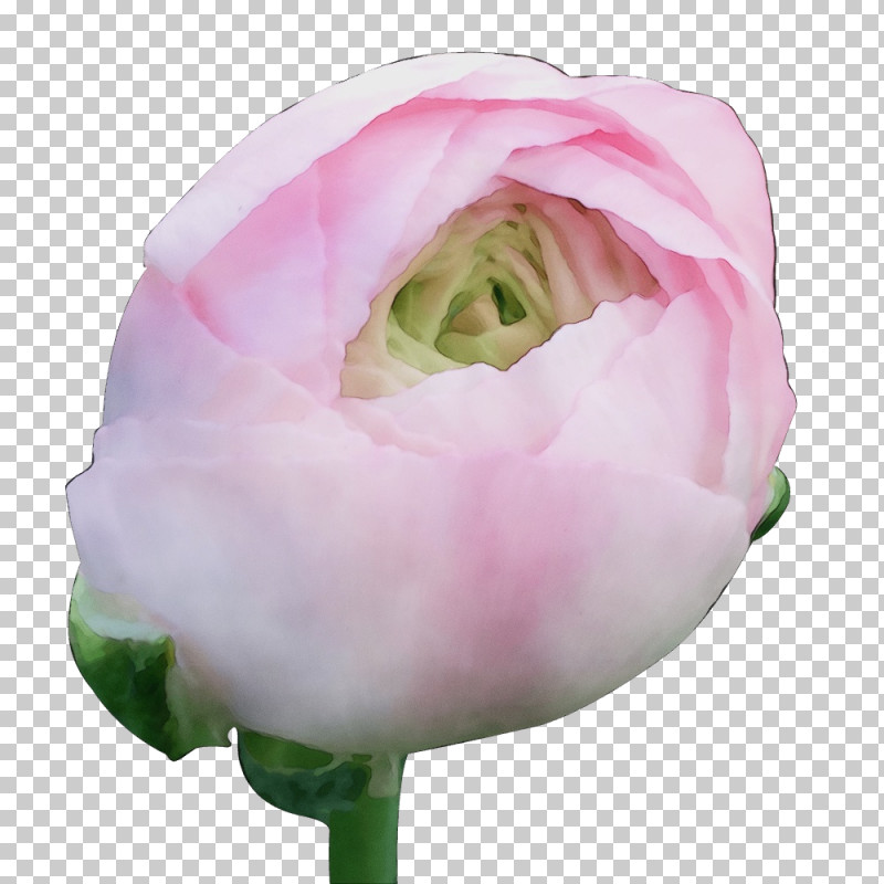 Garden Roses PNG, Clipart, Bud, Cabbage Rose, Closeup, Cut Flowers, Flower Free PNG Download