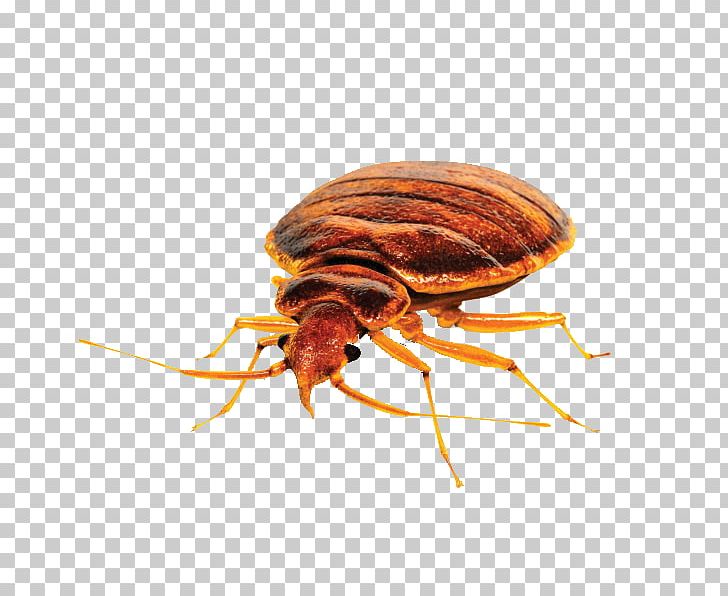 Insect Bed Bug Control Techniques Pest Control PNG, Clipart, Animals, Arthropod, Bed, Bed Bug, Bed Bug Bite Free PNG Download