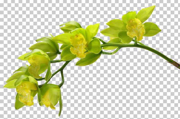 Moth Orchids Green Flower Plant PNG, Clipart, Accessories, Antiquity, Antiquity Decorative Icon, Branch, Cartoon Character Free PNG Download