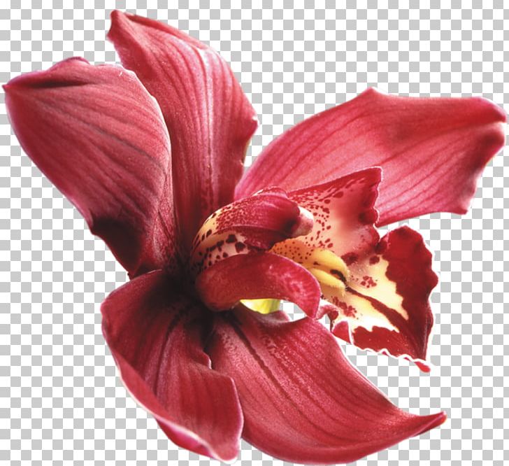 Purple Orchids Dendrobium Orchids Flower Embryophyta PNG, Clipart, Amaryllis Belladonna, Amaryllis Family, Boat Orchid, Cut Flowers, Daylily Free PNG Download
