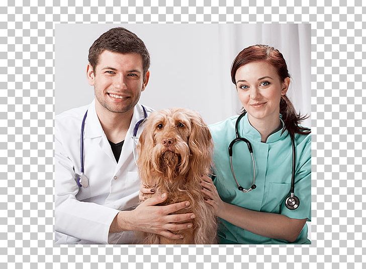 Veterinarian Cat Bichon Frise Paraveterinary Worker Maltese Dog PNG, Clipart, Animal Euthanasia, Animals, Bichon, Bichon Frise, Cat Free PNG Download