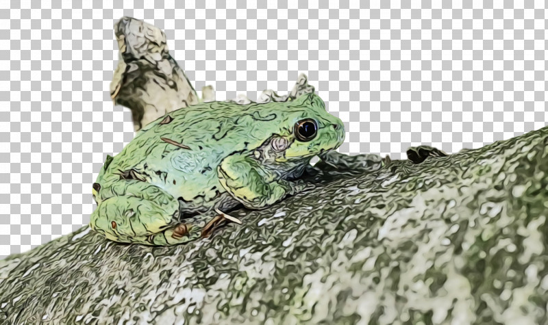 Toad True Frog Tree Frog Frogs Science PNG, Clipart, Amphibians, Biology, Frogs, Paint, Science Free PNG Download