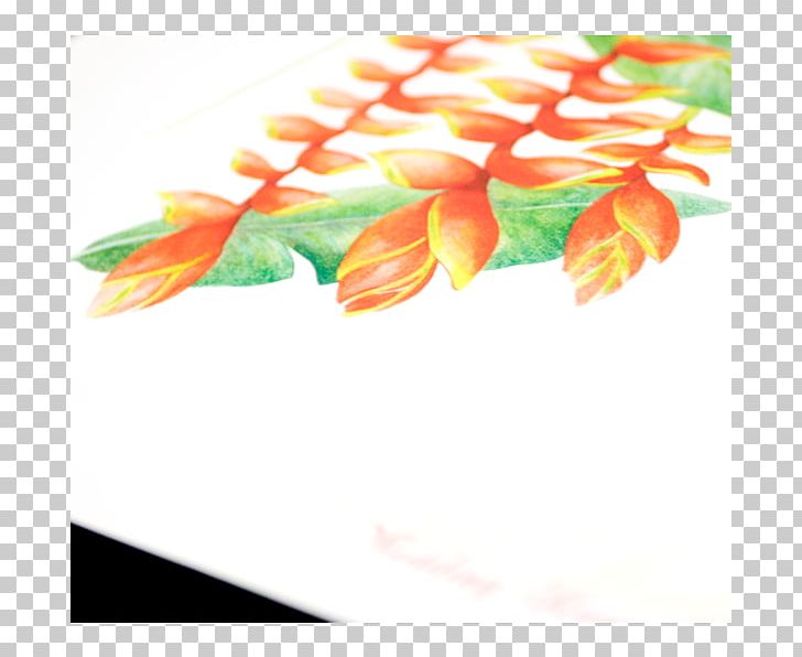 Close-up Leaf PNG, Clipart, Closeup, Leaf, Orange, Petal, Slb Free PNG Download