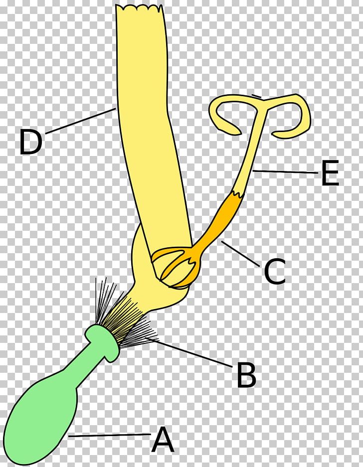 Common Sunflower Asteroideae Inflorescence Ligule PNG, Clipart, Anatomy, Angle, Area, Arm, Aster Free PNG Download