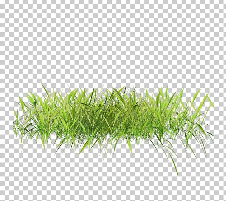 Lawn Grasses PNG, Clipart, Artificial Turf, Cimen, Desktop Wallpaper, Fim, Grass Free PNG Download