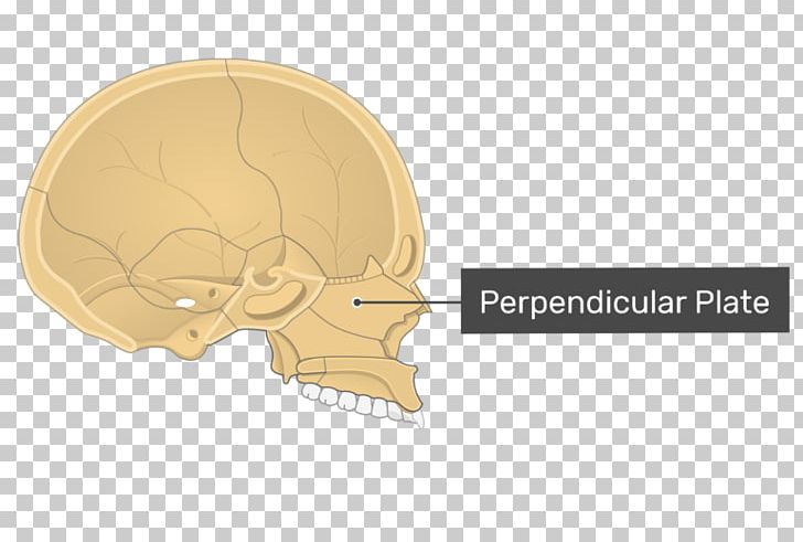 Perpendicular Plate Of Ethmoid Bone A.D.A.M. Interactive Anatomy Vomer PNG, Clipart, Anatomy, Bone, Cranial Cavity, Ear, Ethmoid Bone Free PNG Download