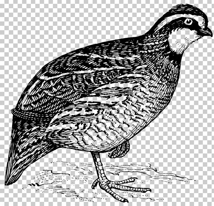 Quail Hunting Bird PNG, Clipart, Animals, Beak, Bird, Black And White, California Quail Free PNG Download