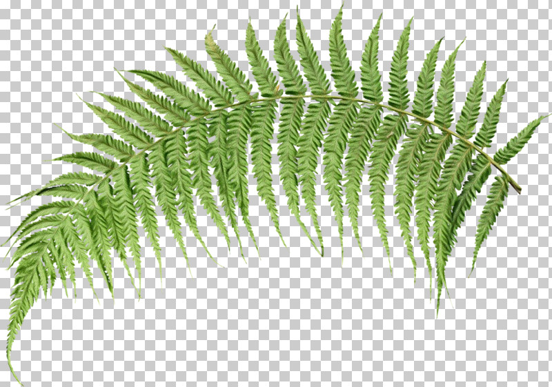 Palm Trees PNG, Clipart, Autumn, Computer, Fern, Leaf, Ostrich Fern Free PNG Download