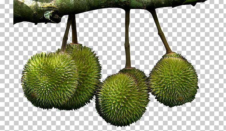 Durian Marang Cempedak Nonthaburi Province Fruit PNG, Clipart, Artocarpeae, Artocarpus, Artocarpus Camansi, Artocarpus Odoratissimus, Breadnut Free PNG Download