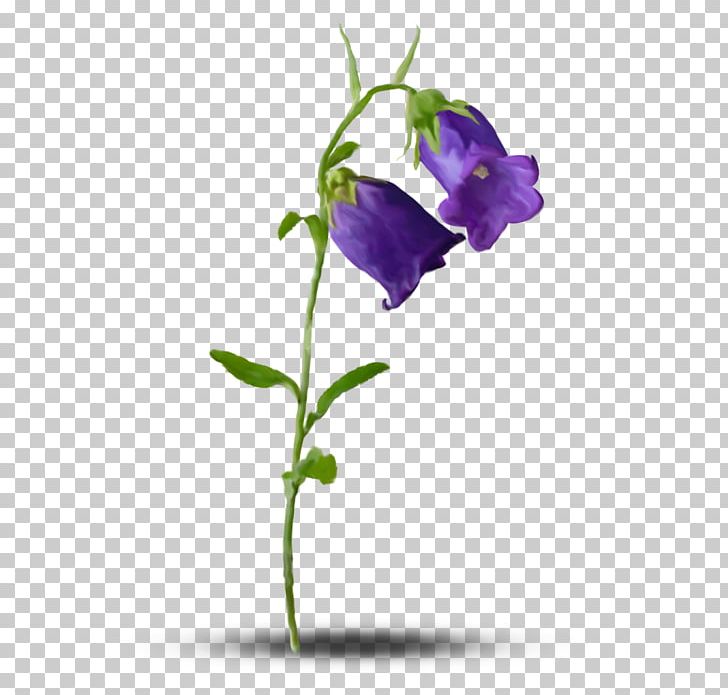 Flower PNG, Clipart, Bellflower Family, Blog, Bud, Cut Flowers, Download Free PNG Download