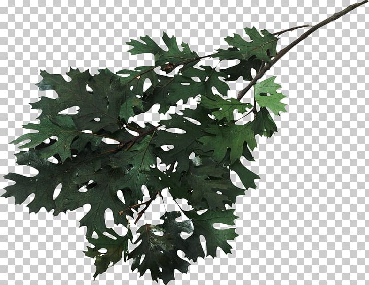 Oak Leaf Cluster Digital PNG, Clipart, Acorn, Branch, Caterpillar, Clip Art, Desktop Wallpaper Free PNG Download