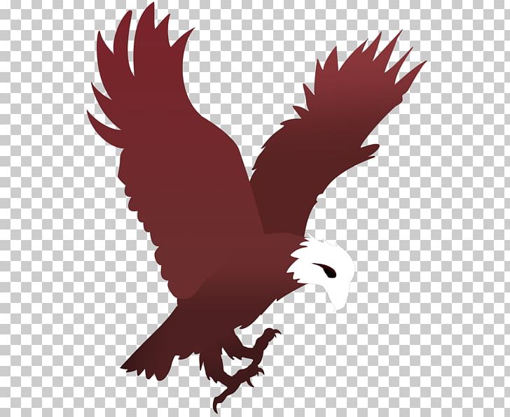 T-shirt Logo Eagle PNG, Clipart, Animals, Bald Eagle, Beak, Bird, Bird Of Prey Free PNG Download