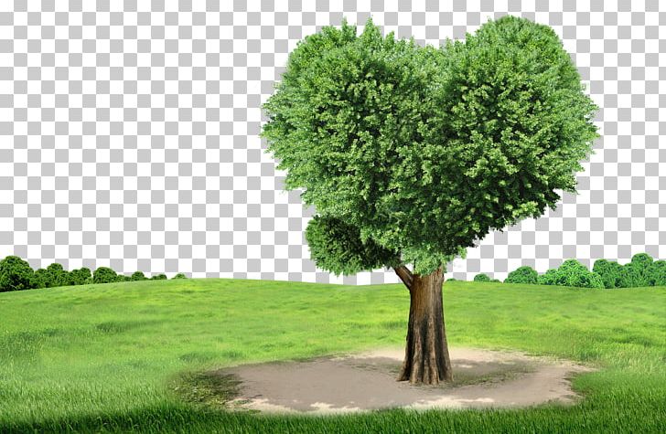 Tree No Na Child PNG, Clipart, Big Tree, Business, Decorative Patterns, Electricity, Evergreen Free PNG Download