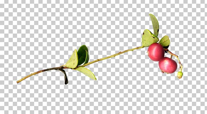 Twig Plant Stem Leaf PNG, Clipart, Berry, Branch, Food, Fruit, Leaf Free PNG Download