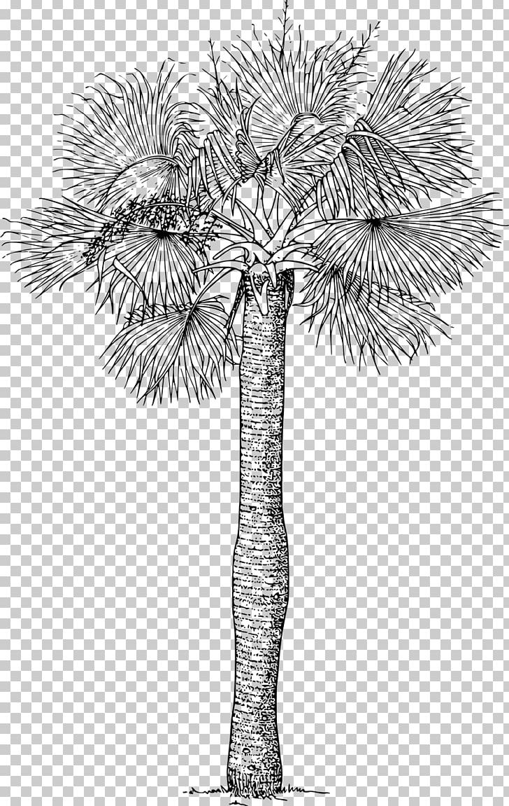 Arecaceae Tree Sabal Palm Plant PNG, Clipart, Arecaceae, Arecales, Asian Palmyra Palm, Black And White, Borassus Flabellifer Free PNG Download