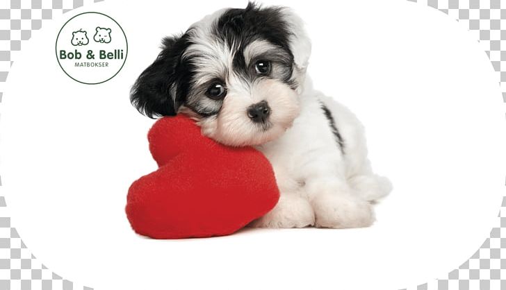 Puppy Kitten Pet Golden Retriever Valentine's Day PNG, Clipart,  Free PNG Download